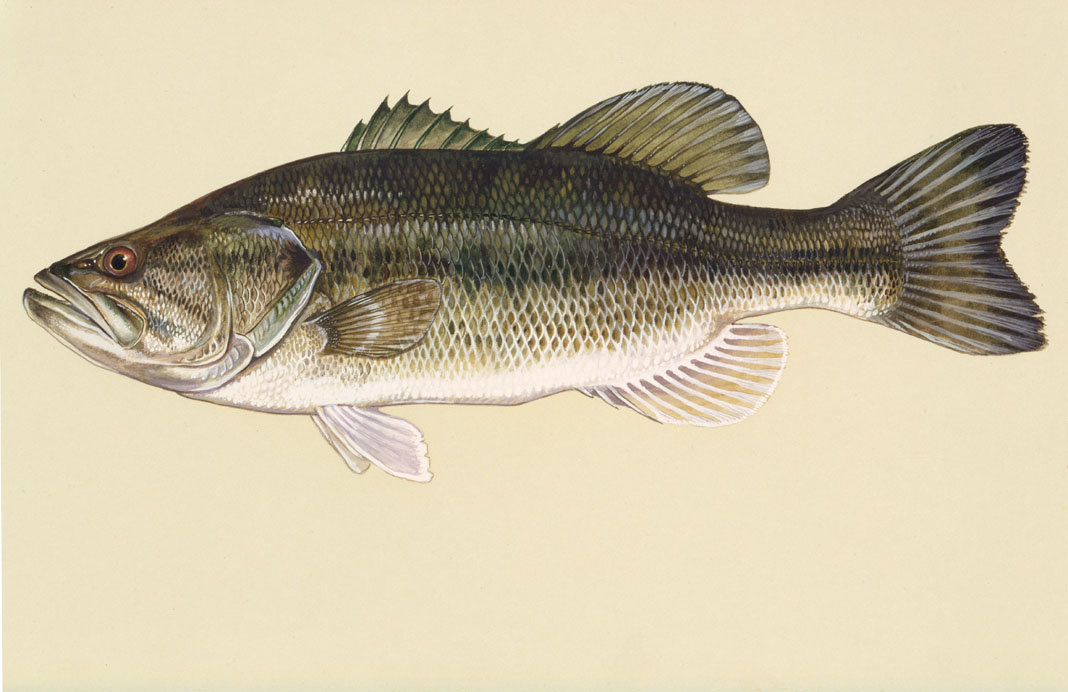 Largemouth Bass Source: Raver, Duane. http://images.fws.gov. U.S. Fish and Wildlife Service.