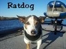 ratdawg