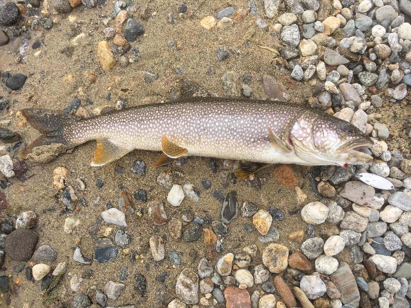 Lake trout from Wachusett Reservoir