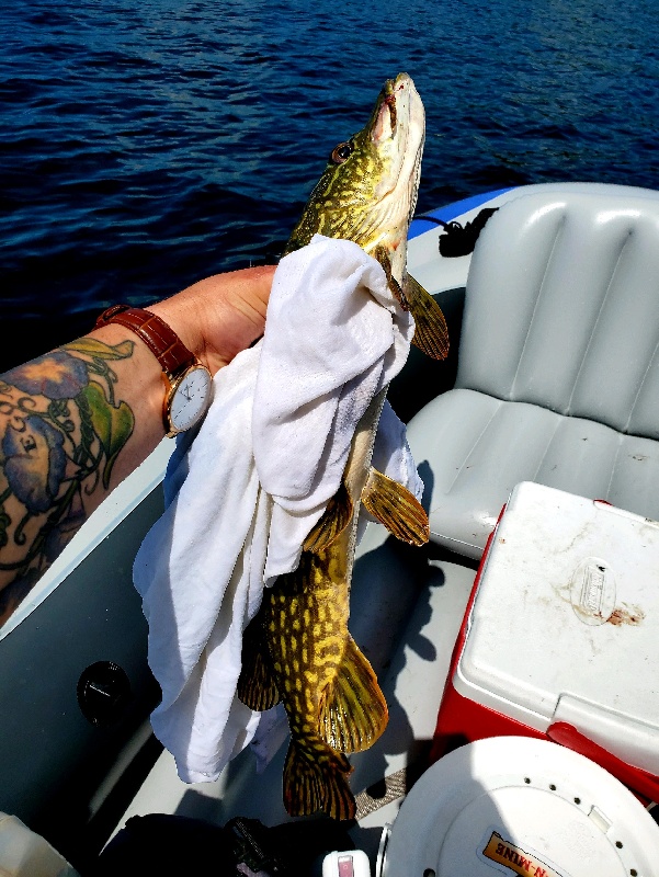 Deerwood Chain Pickerel