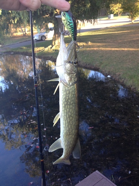 Kennedy Park Pickerel