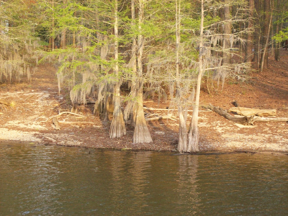 Santee State Park  near Harleyville