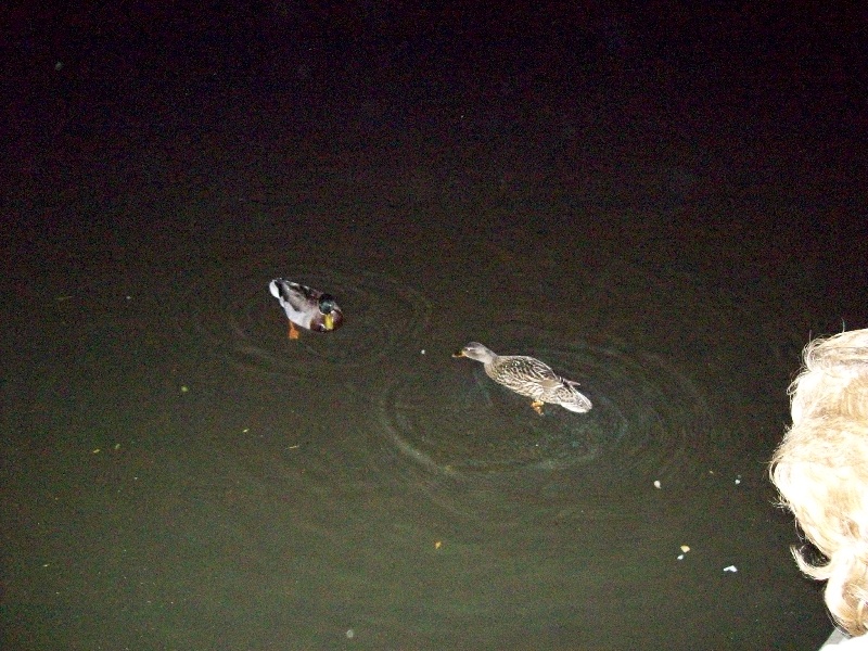 The two ducks  near Bowman