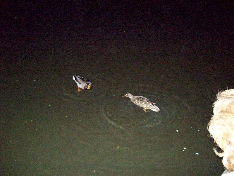 The two ducks  near Holly Hill