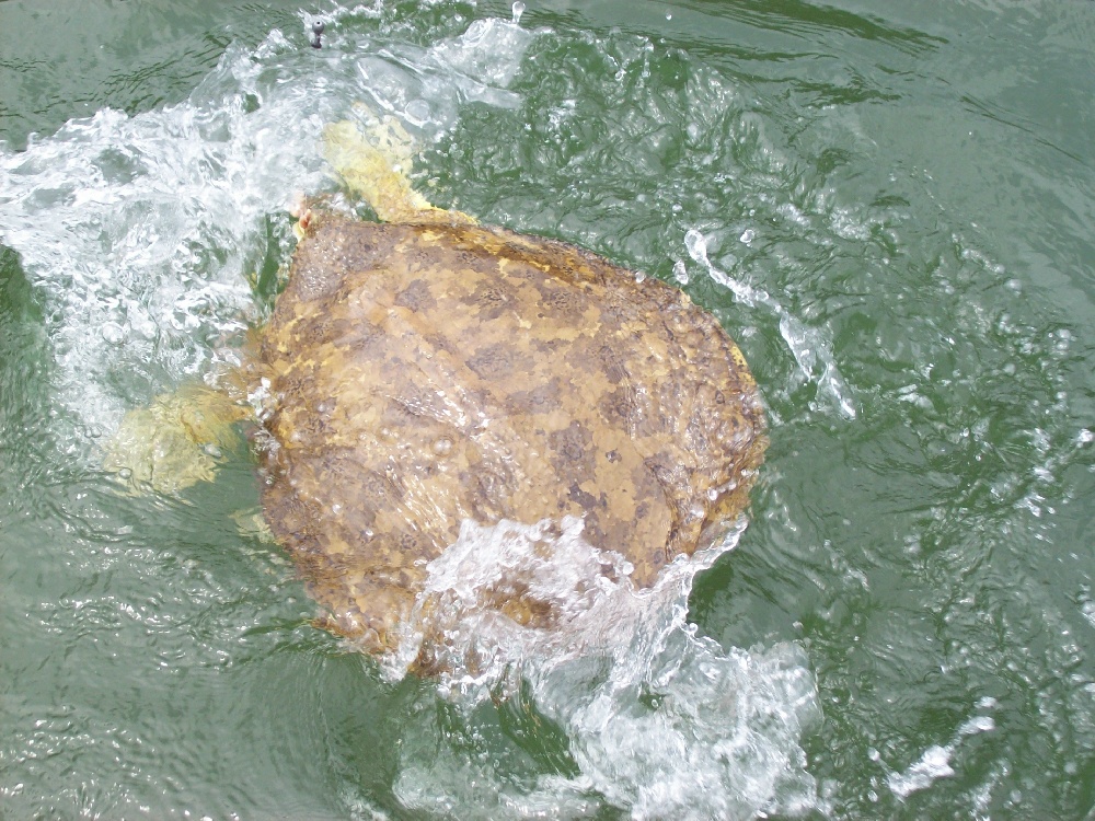 St. Andrews fishing photo 4