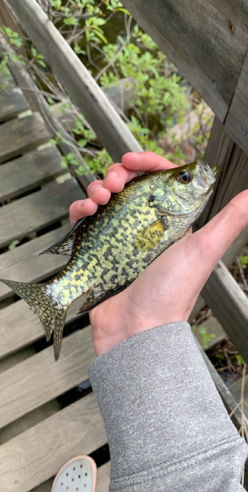 Calico Bass (Black Crappie)