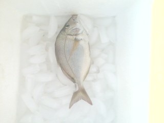 porgy