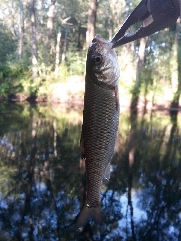 Fallfish