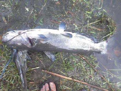 a catfish i caught awhile back in a pond well two