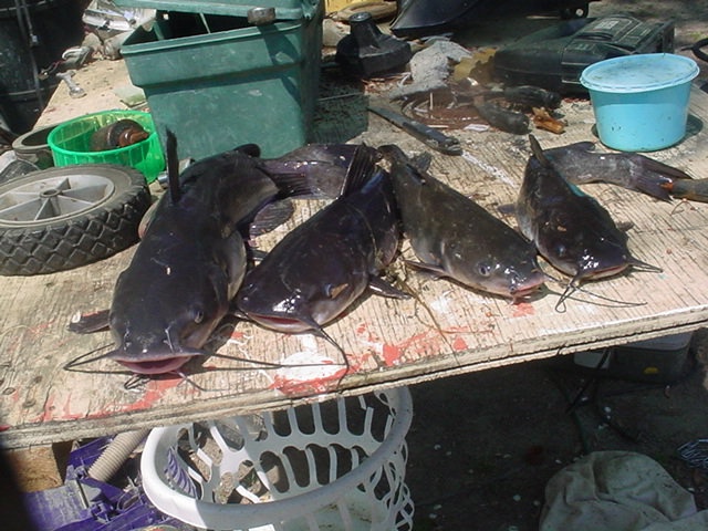 catfish near Cameron